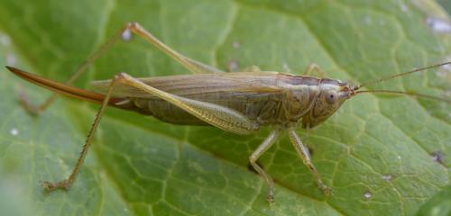 Réf. 213 455 : Conocephalus fuscus